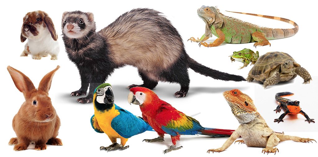 exotic animals pets essay