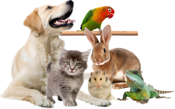 Vet-Services