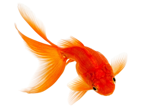 animalerie-toutou-poisson-rouge