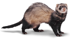 ferret_large