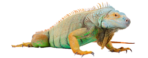 reptile