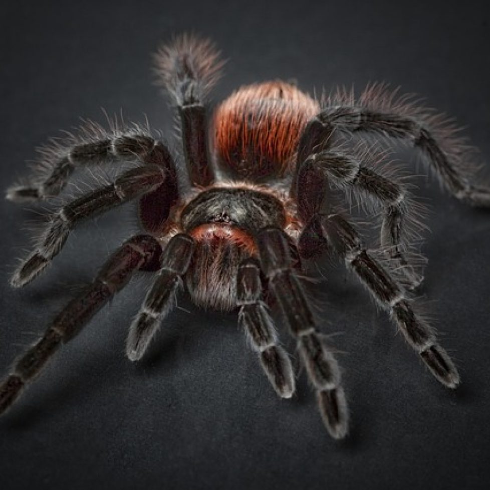 Tarantula