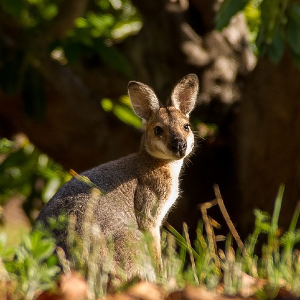 Wallaby
