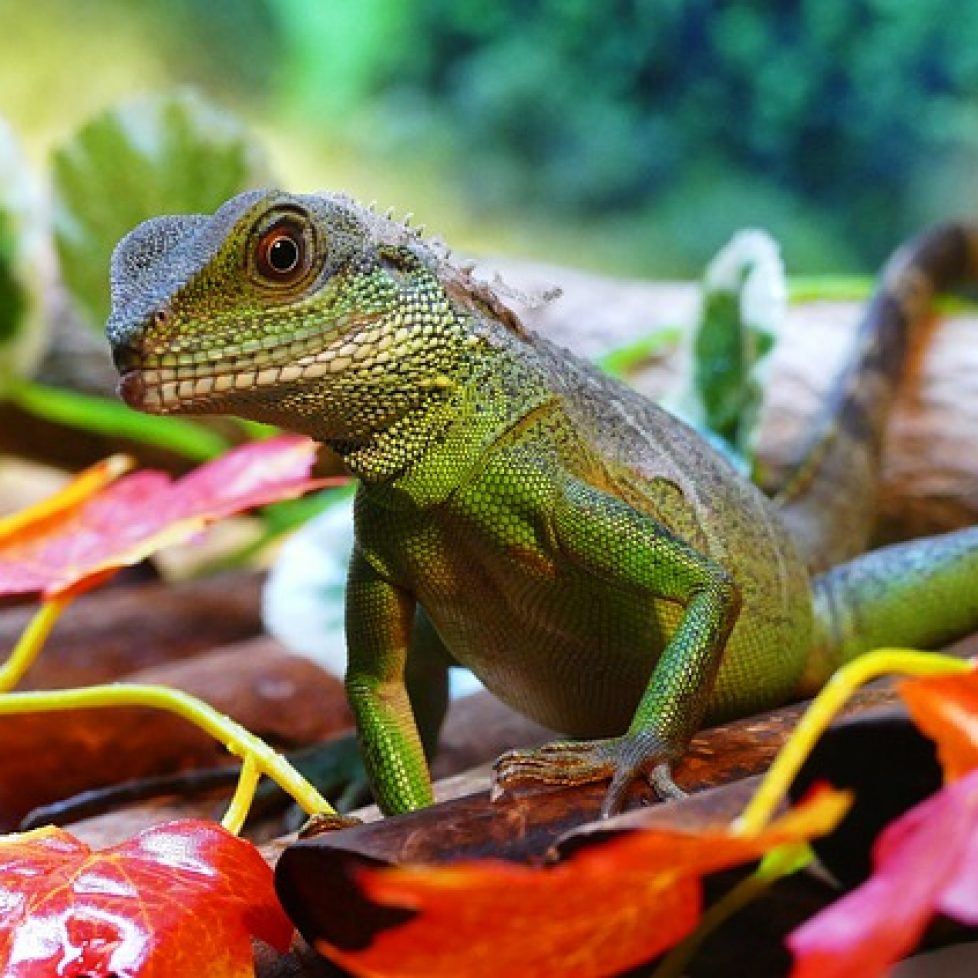 Water Dragon