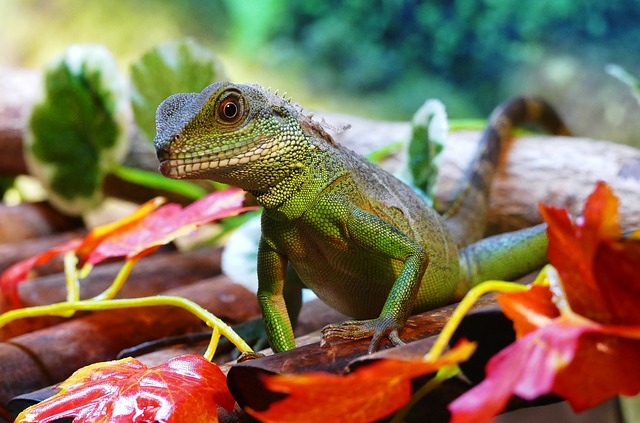 Water Dragon