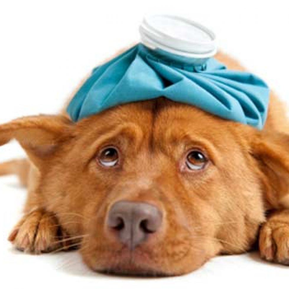 dog-health