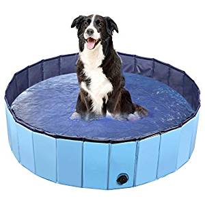 Dog Pool